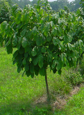 pawpaw-row-singletree.jpg